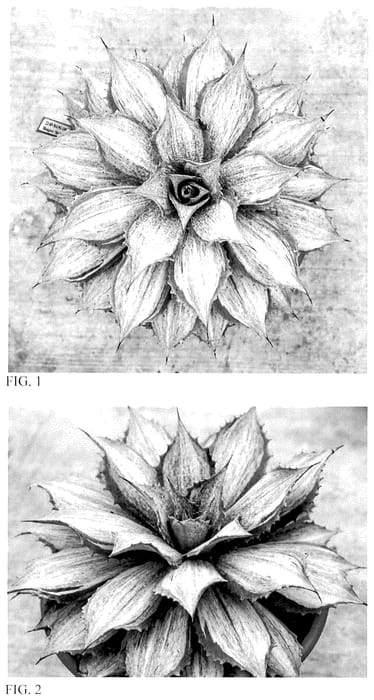 Figure 1 of US plant patent PP36192, the photograph of Artistic Liberty printed in the patent.