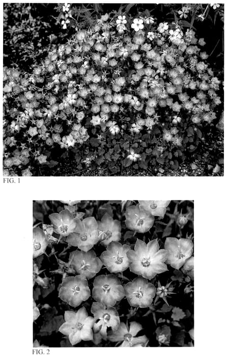 Figure 1 of US plant patent PP36193, the photograph of Twilight printed in the patent.