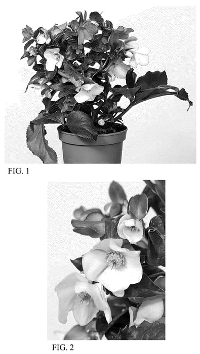 Figure 1 of US plant patent PP36194, the photograph of HG 1426 printed in the patent.