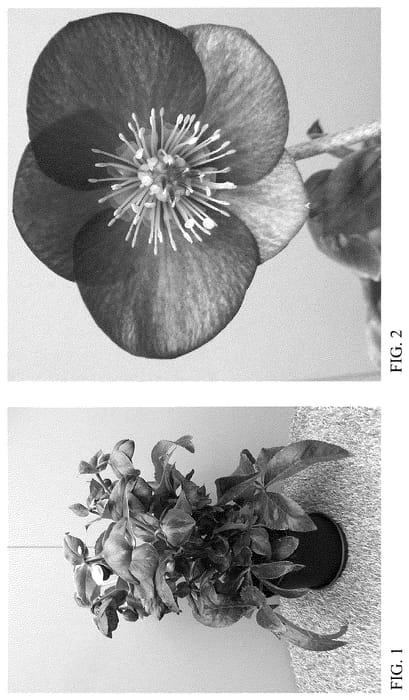 Figure 1 of US plant patent PP36195, the photograph of HF 1110 printed in the patent.