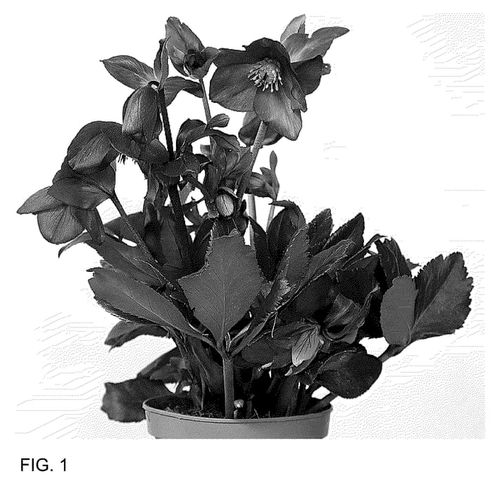 Figure 1 of US plant patent PP36196, the photograph of HL 1024 printed in the patent.