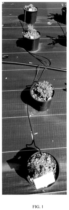 Figure 1 of US plant patent PP36197, the photograph of FC13-044 printed in the patent.