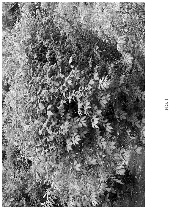 Figure 1 of US plant patent PP36198, the photograph of NCEA1 printed in the patent.