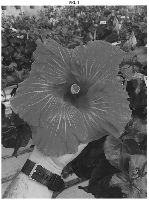 Figure 1 of US plant patent PP36199, the photograph of DUP-BPP printed in the patent.