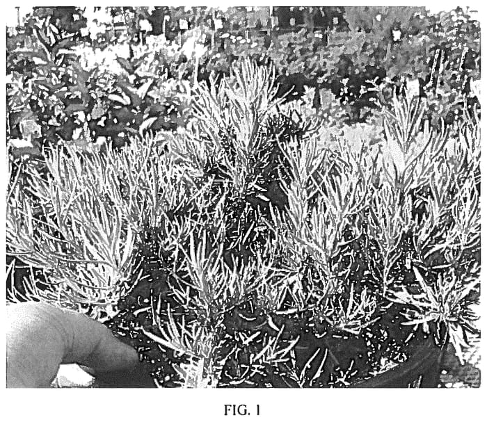 Figure 1 of US plant patent PP36200, the photograph of Tuscan Beauty printed in the patent.