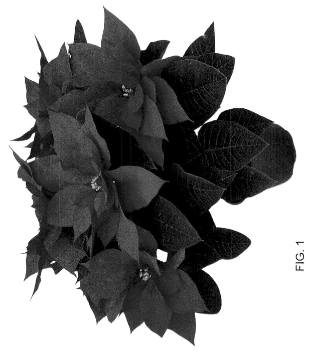 Figure 1 of US plant patent PP36201, the photograph of Rockette Dark Red printed in the patent.