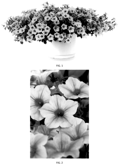 Figure 1 of US plant patent PP36202, the photograph of PEHY0085 printed in the patent.