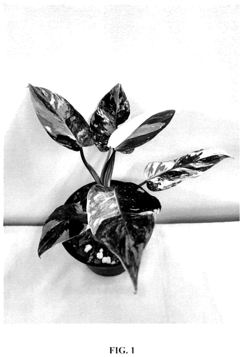 Figure 1 of US plant patent PP36203, the photograph of Princess Taffy printed in the patent.