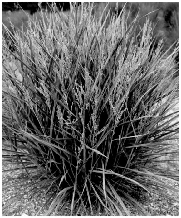 Figure 1 of US plant patent PP36204, the photograph of Noneulby printed in the patent.