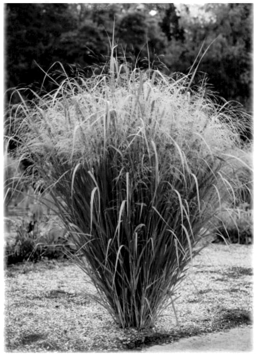 Figure 1 of US plant patent PP36205, the photograph of Nonlufht printed in the patent.