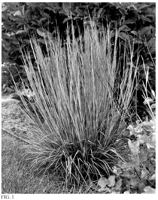 Figure 1 of US plant patent PP36206, the photograph of Brush Strokes printed in the patent.