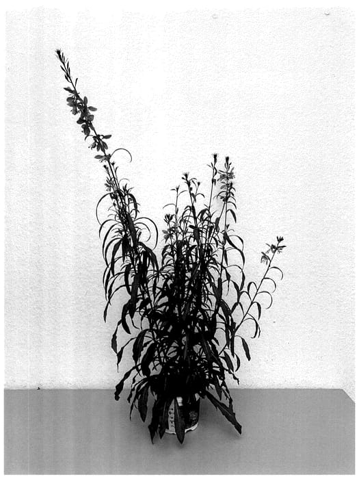 Figure 1 of US plant patent PP36207, the photograph of KLEGL22507 printed in the patent.