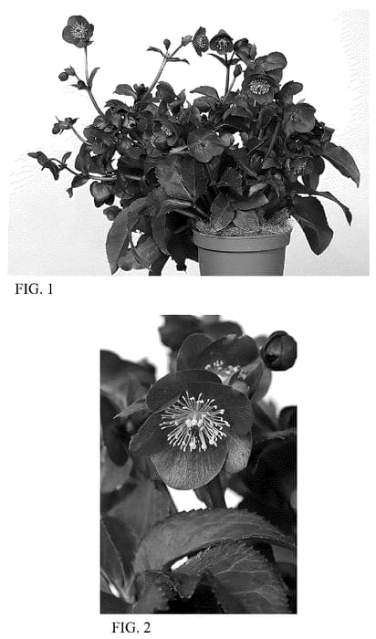 Figure 1 of US plant patent PP36208, the photograph of HF 1118 printed in the patent.