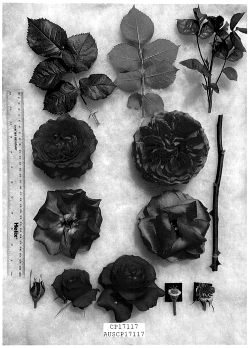 Figure 1 of US plant patent PP36209, the photograph of AUSCP17117 printed in the patent.