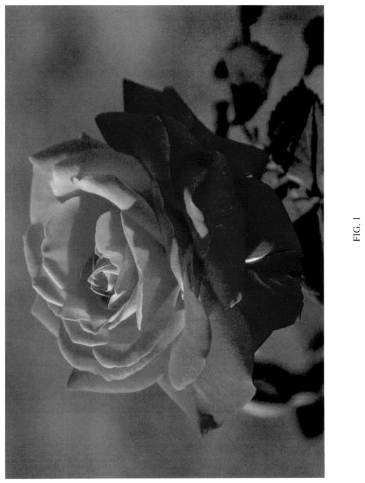 Figure 1 of US plant patent PP36210, the photograph of LIMtropica printed in the patent.