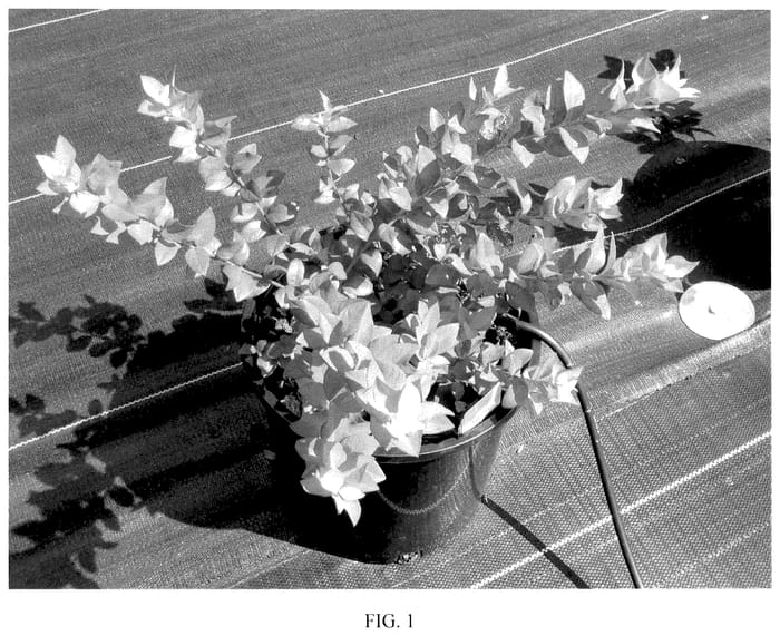 Figure 1 of US plant patent PP36211, the photograph of FC10-076 printed in the patent.