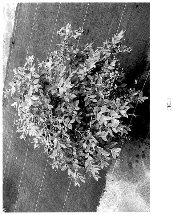 Figure 1 of US plant patent PP36212, the photograph of NC4499 printed in the patent.