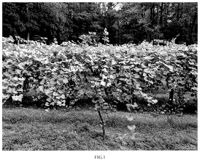 Figure 1 of US plant patent PP36213, the photograph of JB 12-12-A14-29 printed in the patent.