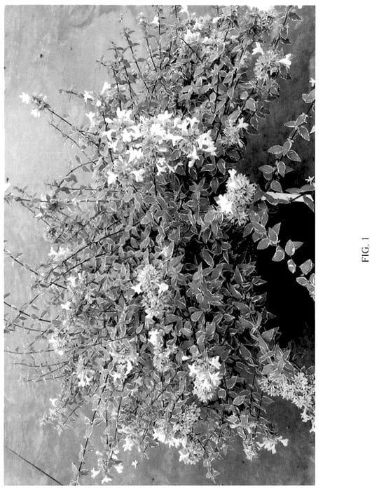 Figure 1 of US plant patent PP36214, the photograph of Muabd printed in the patent.