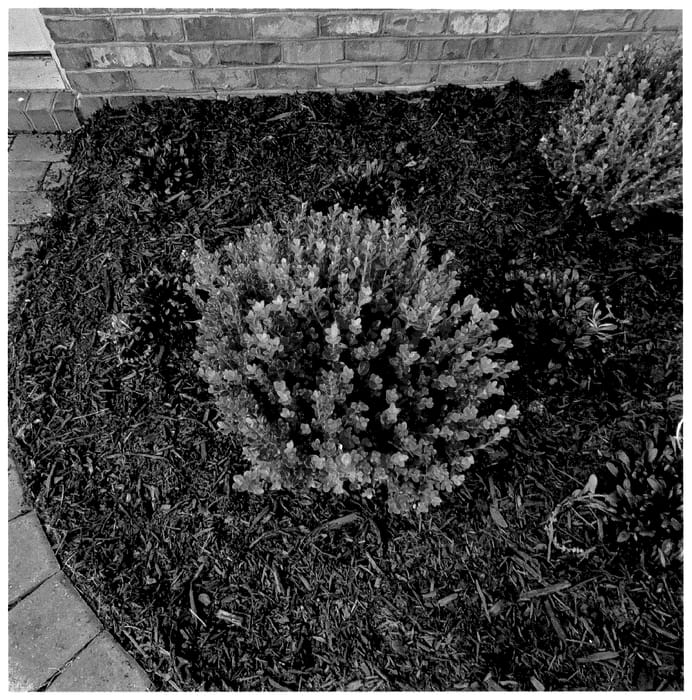 Figure 1 of US plant patent PP36215, the photograph of LP 03 printed in the patent.