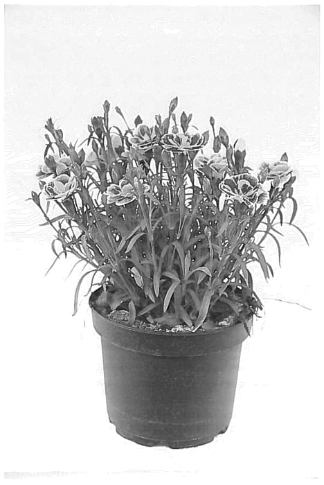 Figure 1 of US plant patent PP36216, the photograph of KLEDP23480 printed in the patent.