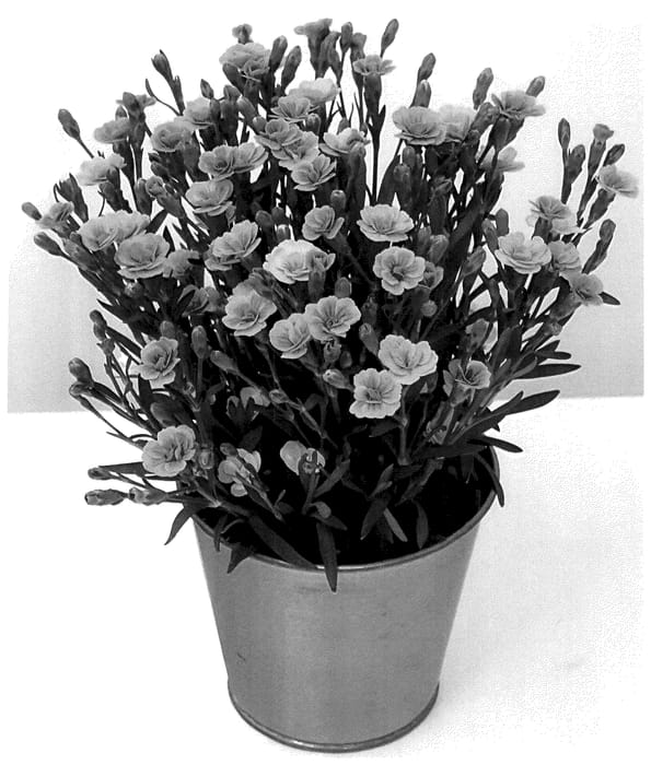 Figure 1 of US plant patent PP36217, the photograph of KLEDG20466 printed in the patent.