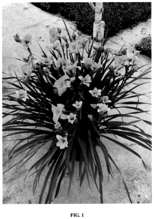 Figure 1 of US plant patent PP36218, the photograph of Huhe01 printed in the patent.
