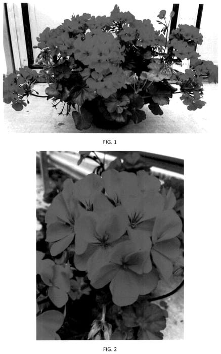 Figure 1 of US plant patent PP36219, the photograph of PEQZ0105 printed in the patent.