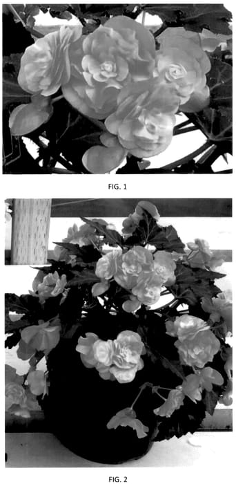 Figure 1 of US plant patent PP36220, the photograph of BEYZ0001 printed in the patent.