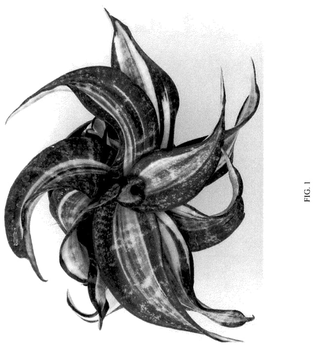 Figure 1 of US plant patent PP36221, the photograph of HANSOTI41 printed in the patent.