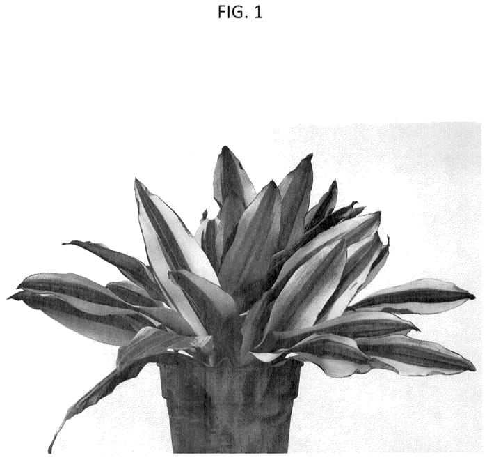Figure 1 of US plant patent PP36222, the photograph of JANET LINDO printed in the patent.
