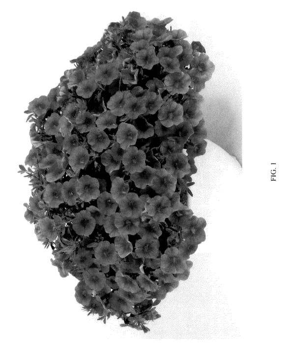 Figure 1 of US plant patent PP36223, the photograph of DCALCOTNG printed in the patent.