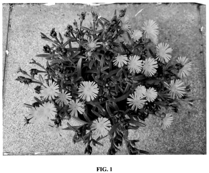 Figure 1 of US plant patent PP36224, the photograph of S3yel printed in the patent.