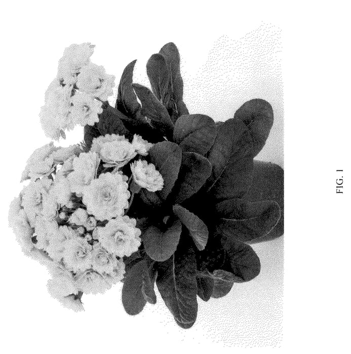Figure 1 of US plant patent PP36225, the photograph of Kerannasun printed in the patent.