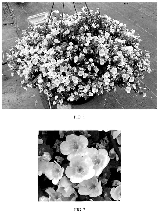 Figure 1 of US plant patent PP36226, the photograph of Balveraplos printed in the patent.