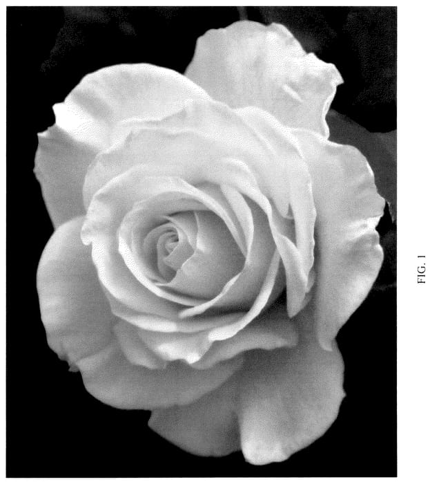 Figure 1 of US plant patent PP36227, the photograph of ALTsunflower printed in the patent.