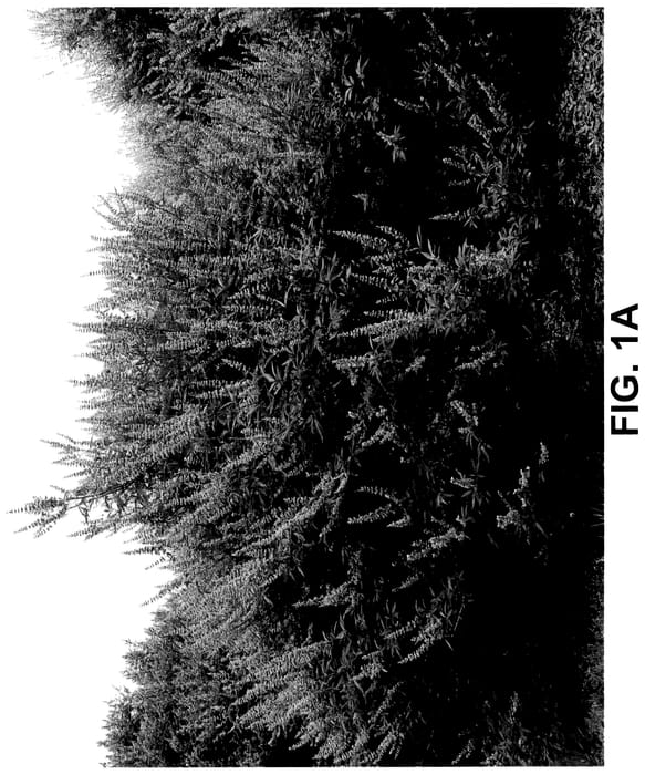 Figure 1 of US plant patent PP36228, the photograph of V12-2-1 printed in the patent.