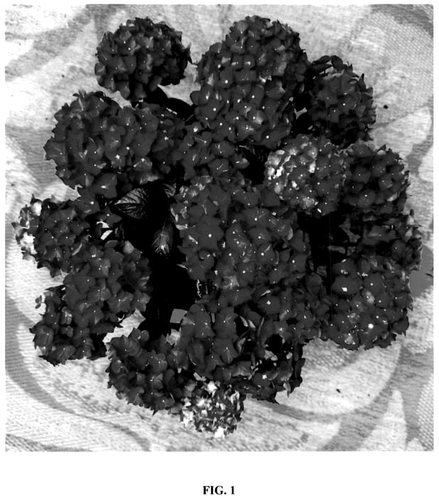 Figure 1 of US plant patent PP36229, the photograph of Hokomadraq printed in the patent.