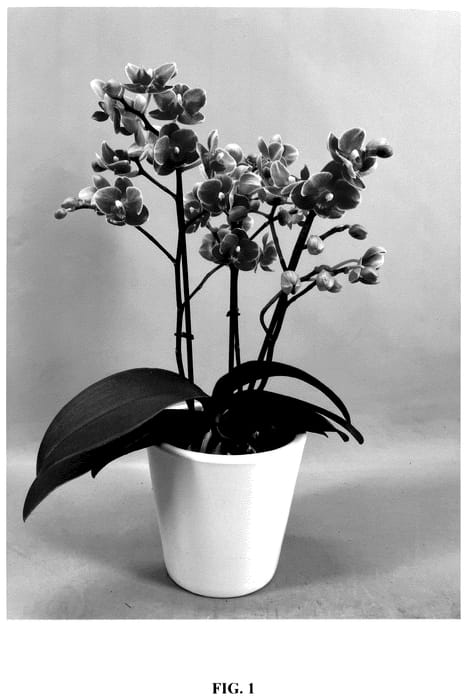 Figure 1 of US plant patent PP36230, the photograph of PHA279943 printed in the patent.