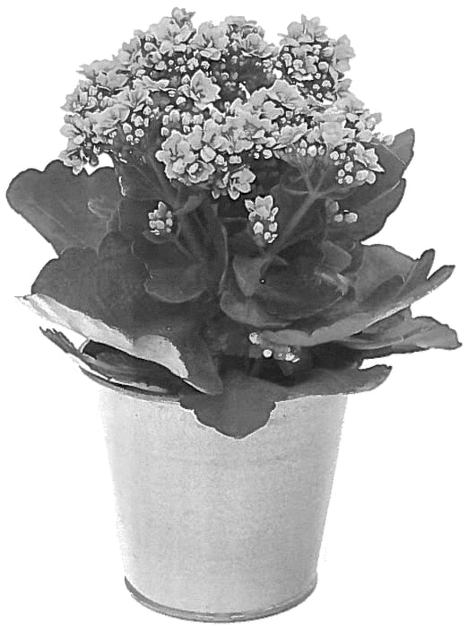 Figure 1 of US plant patent PP36231, the photograph of KLEKB20035 printed in the patent.