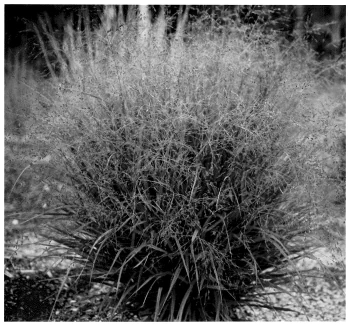 Figure 1 of US plant patent PP36232, the photograph of Nondee printed in the patent.