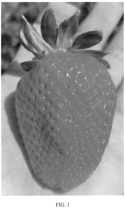 Figure 1 of US plant patent PP36233, the photograph of Plared 19106 printed in the patent.