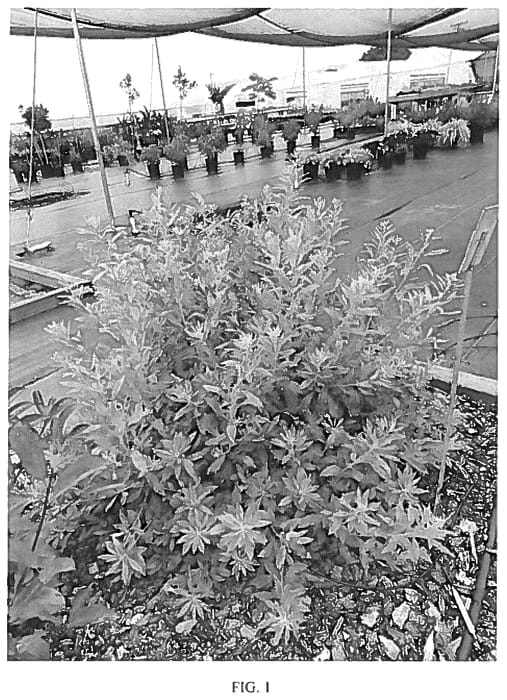 Figure 1 of US plant patent PP36234, the photograph of JBG 1000 printed in the patent.