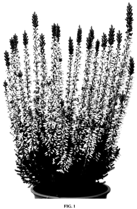 Figure 1 of US plant patent PP36235, the photograph of Viva printed in the patent.