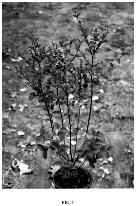 Figure 1 of US plant patent PP36236, the photograph of Anny200816 printed in the patent.