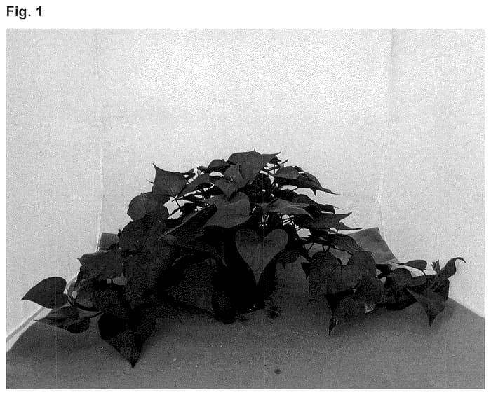 Figure 1 of US plant patent PP36237, the photograph of NCORNSP-031SHMG printed in the patent.