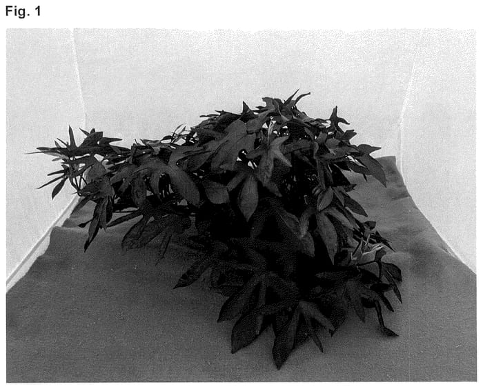 Figure 1 of US plant patent PP36238, the photograph of NCORNSP-032SCRHI printed in the patent.