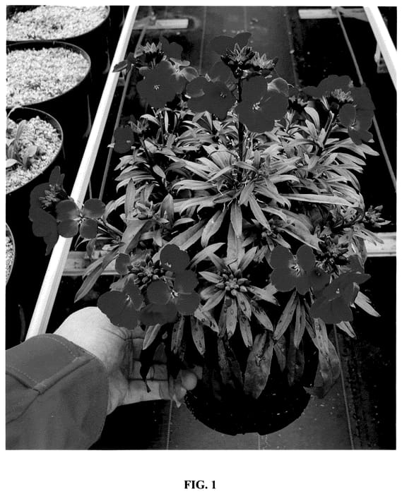Figure 1 of US plant patent PP36239, the photograph of Cdcery1 printed in the patent.