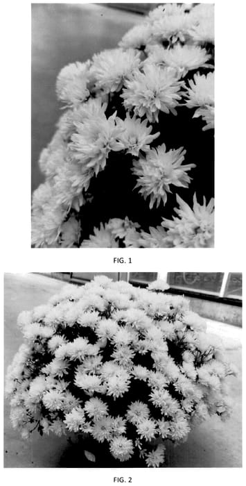 Figure 1 of US plant patent PP36240, the photograph of CIFZ0110 printed in the patent.