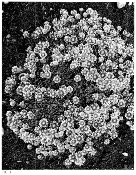 Figure 1 of US plant patent PP36241, the photograph of Pink Radiance printed in the patent.